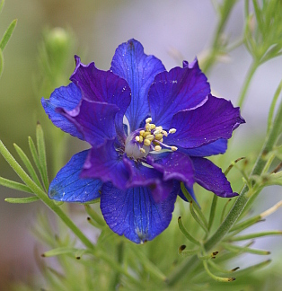 larkspur chorus violet